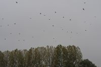 Redwing - Hans Gebuis - 21 October 2012