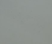 Common Buzzard - Emiel Opdenacker - 22 October 2012