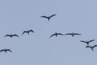 Phalacrocorax sp. - Klaus-Dieter Moormann - 9 April 2013