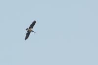 Black Stork - Alex Bos - 9 May 2013