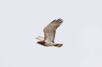 Short-toed Eagle - Ruud Bouwman - 12 May 2013