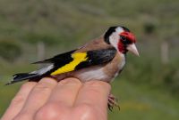Goldfinch - Lars Buckx - 8 July 2013