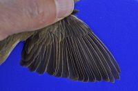 Blyth's Reed-Warbler - Lex Tervelde - 9 August 2013