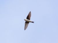 House Martin - Ruud Bouwman . - 2 September 2013