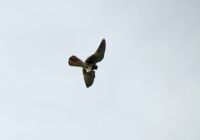 Kestrel - Eddy Scheinpflug - 21 September 2013