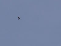 Osprey - André van Reenen - 5 October 2013