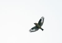 Hawfinch - Ran Schols - 16 October 2013