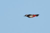 Great Spotted Woodpecker - Adri Clements - 24 October 2013