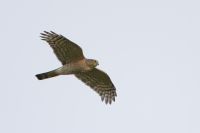 Sparrowhawk - Alex Bos - 30 March 2014