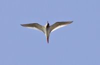 Redshank - René van Rossum - 23 April 2014