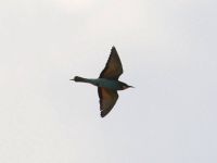 European Bee-eater - Gaidis Grandans - 24 May 2014