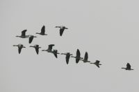 Greylag Goose - John Roemen - 26 August 2014