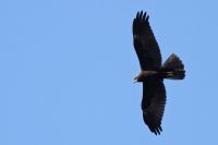 Marsh Harrier - Adri Clements - 27 August 2014