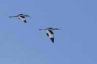 Avocet - Bert Broekhoven, van - 9 September 2014