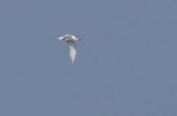 Sandwich Tern - Bert Broekhoven, van - 17 September 2014