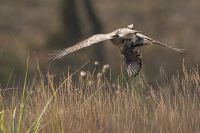 Sparrowhawk - Eddy Vaes - 3 October 2014