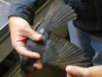 Blackbird - Jos Vroege - 4 October 2014