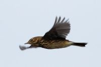 Meadow Pipit - Eduard Opperman - 18 October 2014