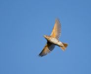 Song Thrush - Ran Schols - 19 October 2014