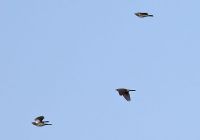 Fieldfare - Ruud Bouwman . - 1 November 2014