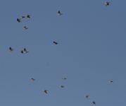 Woodpigeon - Wilco Stoopendaal - 1 November 2014