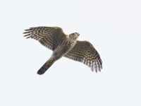 Sparrowhawk - René van Rossum - 4 November 2014