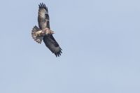 Common Buzzard - Eddy Vaes - 11 November 2014