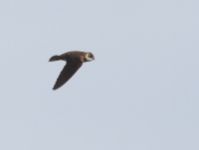 Sand Martin - Arjan Boele - 14 April 2015