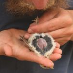 Desert Lark - Ron Haran - 28 May 2015