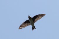 Sand Martin - Adri Clements - 14 August 2015