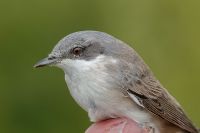 Lesser Whitethroat - Eddy Vaes - 2 September 2015
