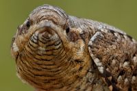Wryneck - Eddy Vaes - 2 September 2015