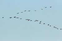 Cormorant - Martin Harskamp - 11 September 2015