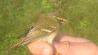 Yellow-browed Warbler - Maarten Verrips - 26 September 2015