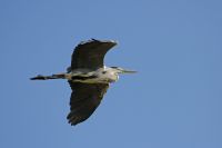 Grey Heron - John Roemen - 26 September 2015