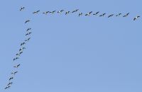Eurasian White-fronted Goose - Julian Bosch - 1 November 2014
