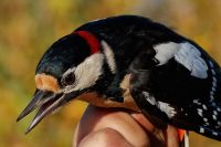 Great Spotted Woodpecker - Eddy Vaes - 29 October 2015