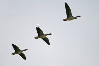 Greylag Goose - John Roemen - 29 October 2015