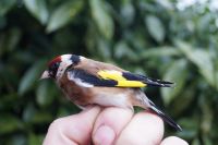 Goldfinch - Albert-Erik de Winter - 21 February 2016