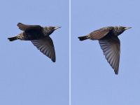 Starling - René van Rossum - 11 March 2016