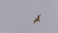 Mediterranean Gull - Pieter Cox - 27 April 2016