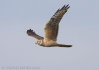 Pallid Harrier - Thomas Luiten - 9 May 2016