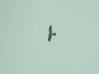 Montagu's Harrier - Robert Middelveld - 10 May 2016