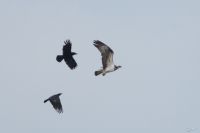 Osprey - Carl Vertommen - 11 May 2016