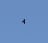 Honey Buzzard - Klaus-Dieter Moormann - 5 June 2016