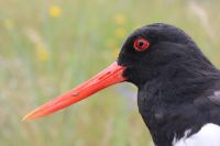 Oystercatcher - Richard Reijnders - 25 June 2016