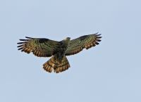 Honey Buzzard - Ger de Hoog - 16 August 2016