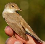 Reed Warbler - Eddy Vaes - 17 August 2016