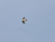 Sparrowhawk - Aat Schaftenaar - 16 August 2016