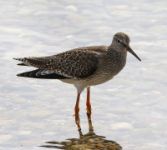 Redshank - Klaus-Dieter Moormann - 20 August 2016